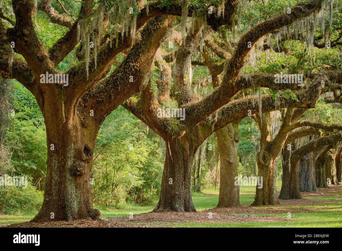 Boone hall plantation charleston hires stock photography and images