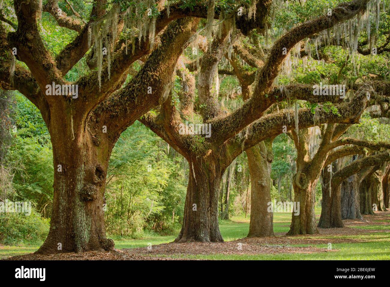 An allee of old oak trees at Boone Hall Plantation, South Carolina Stock Photo