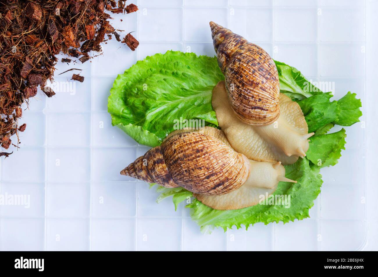 A large brown snail ahaatin ahatina giant African snail, Achatina fulica, Lissachatina