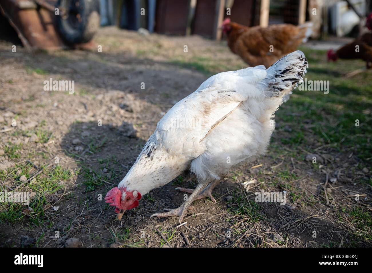 Two hen chicken walking outdoors on the countryyard in farm village searching for food Stock Photo