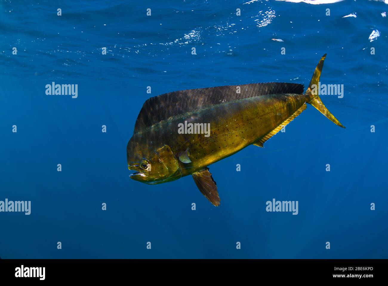 A bull Mahi Mahi or dolphin fish swimming underwater in the Atlantic