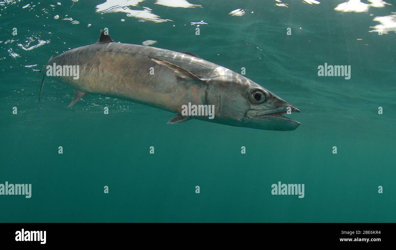 King mackerel wahoo hires stock photography and images Alamy