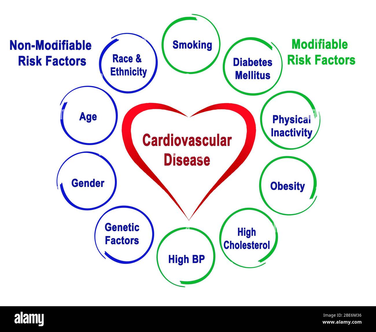 Risk Factors And Cardiovascular Disease In The Elderly 48 OFF