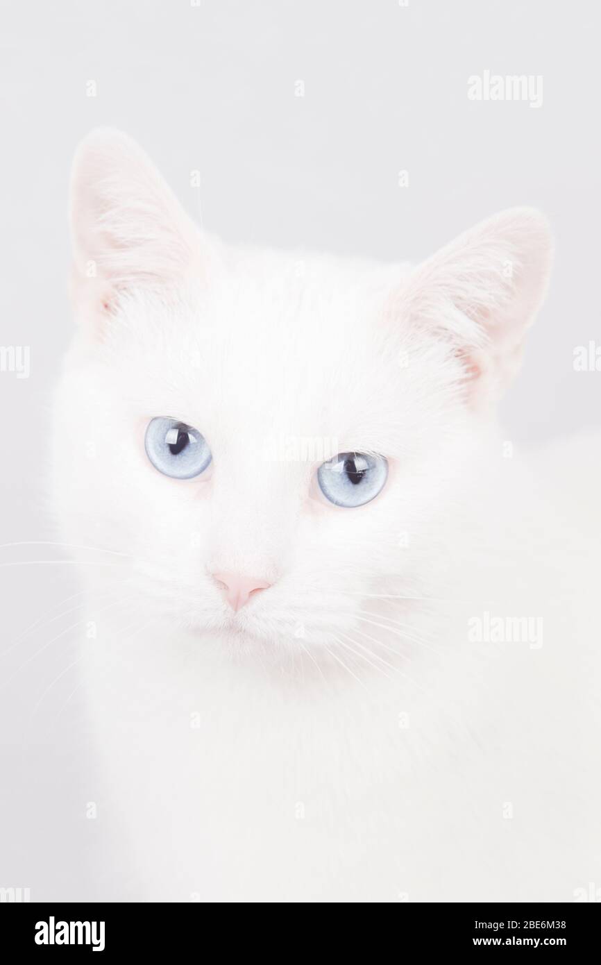 Beautiful cat with blue eyes sale