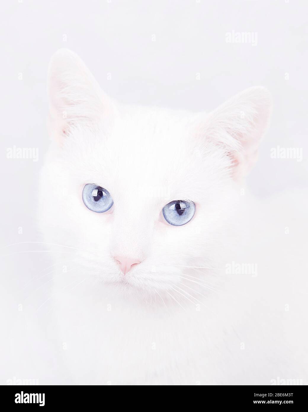 Beautiful portrait of a white cat with blue eyes. Isolated on a white
