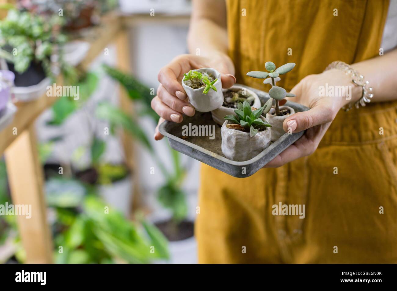 Woman gardener holding set of small ceramic pots for plant germination with sprouts haworthia, cactus, crassula, succulents , potted house plants on b Stock Photo