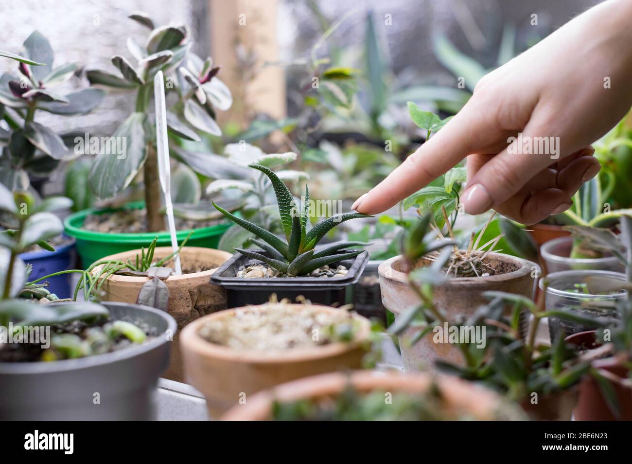 Woman gardener touches and shows index finger on leaves of small haworthia in pot, potted succulent on background, selective focus. Home gardening, fr Stock Photo
