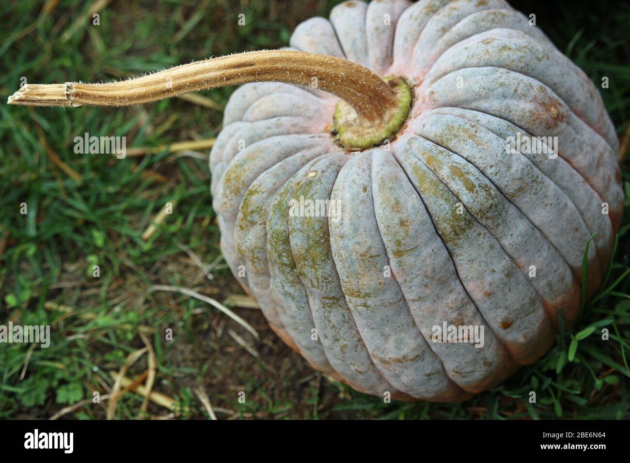 Black futsu pumpkin squash variety of Cucurbita moschata, with grass in ...
