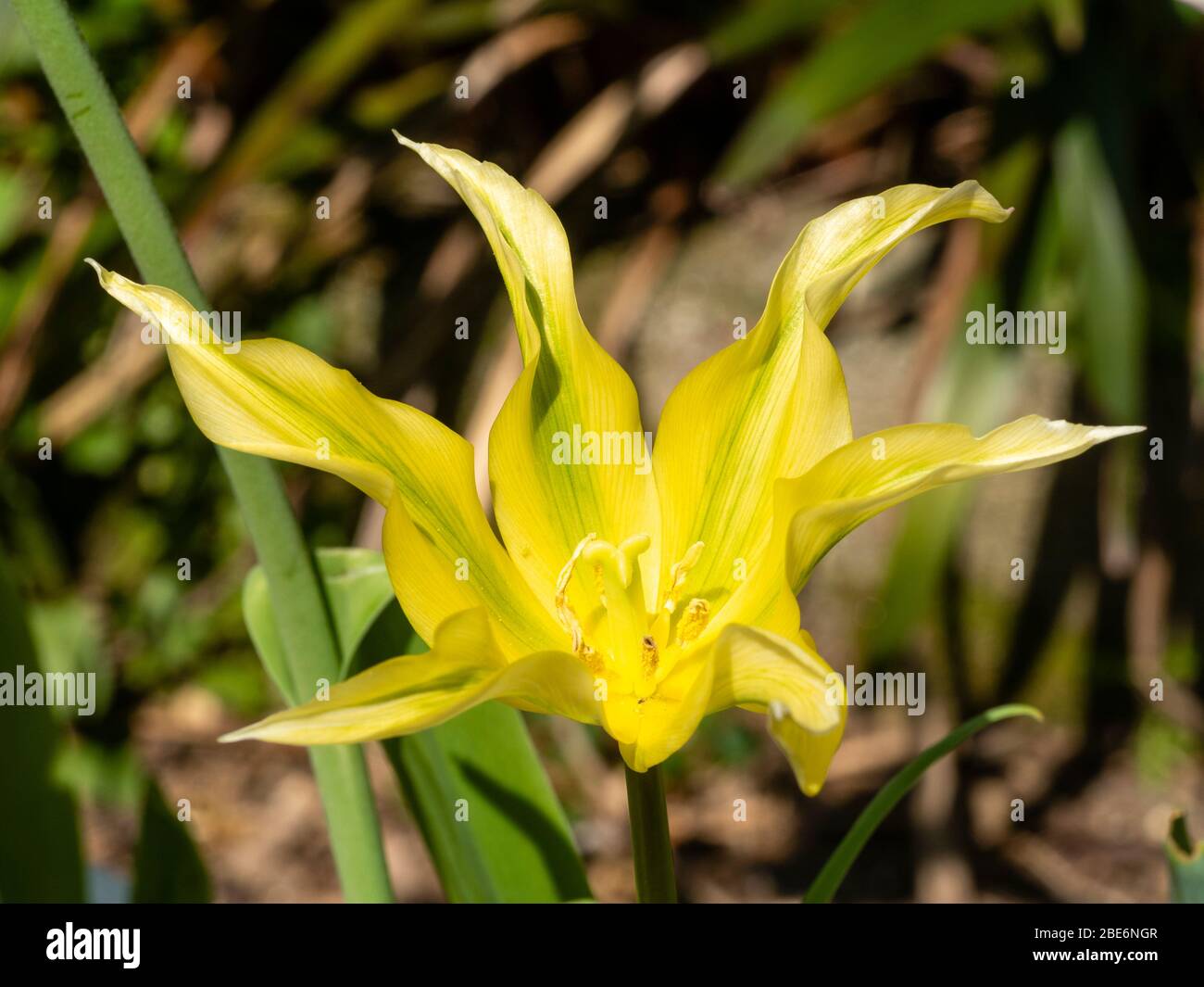 Green striped yellow bloom of the spring flowering hardy lily flowered viridiflora variety, Tulip 'Green Dance' Stock Photo