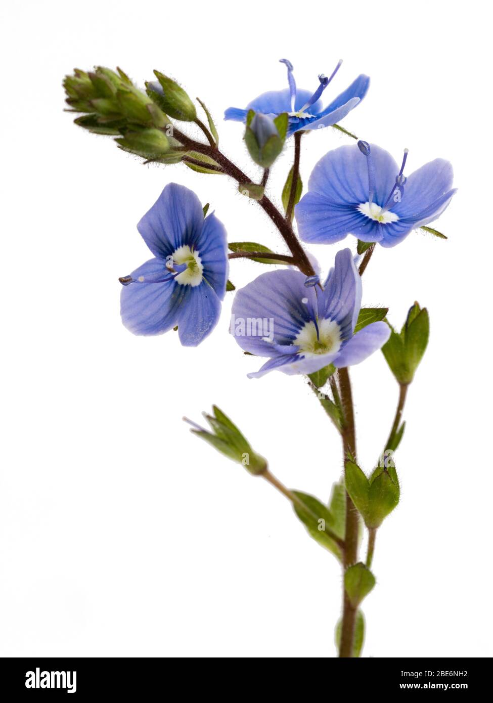 Stem and small blue flowers of the creeping UK wildflower, germander speedwell, Veronica chamaedrys, on a white background Stock Photo