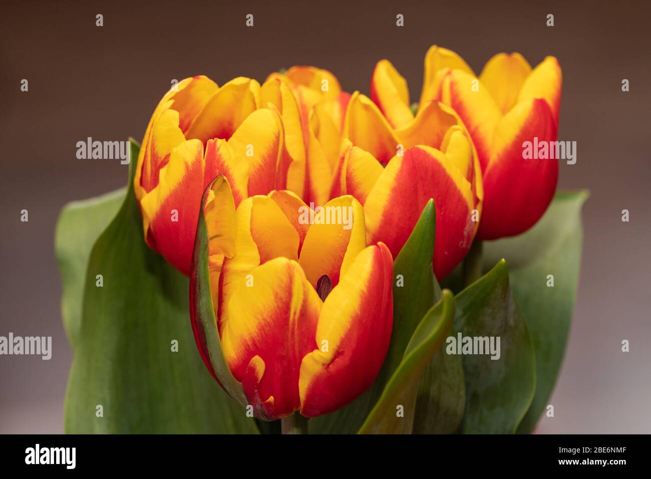 Beautiful yellow with red tulips Stock Photo