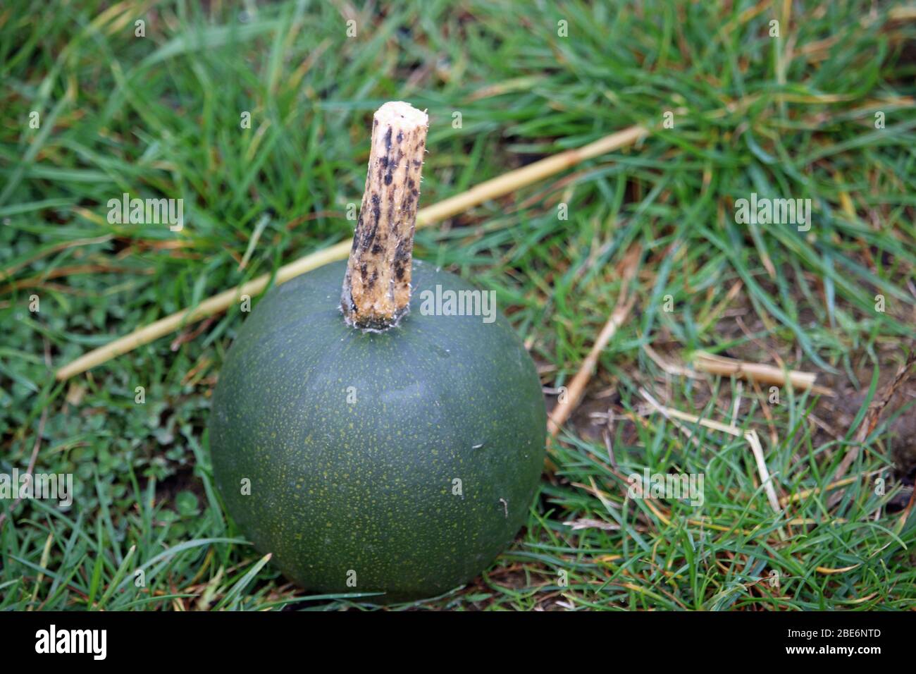 Little gem rolet squash variety of Cucurbita pepo, with grass in the background. Stock Photo