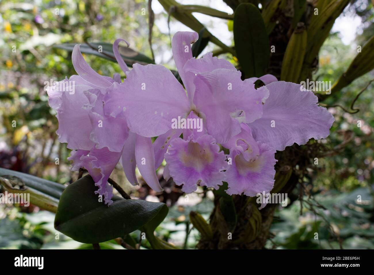 Cattleya warneri (the 'Warner's Cattley's orchid') Stock Photo