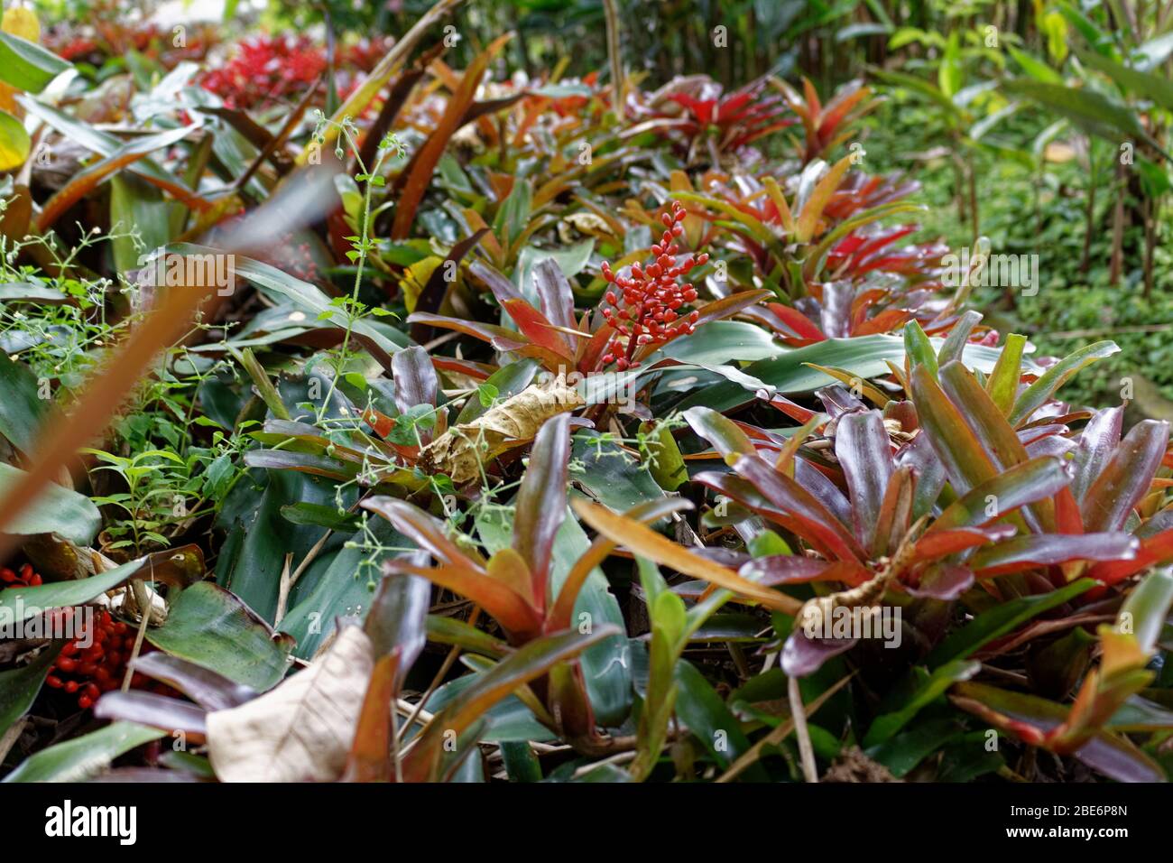 Orchids on tree in Colombia Stock Photo Alamy