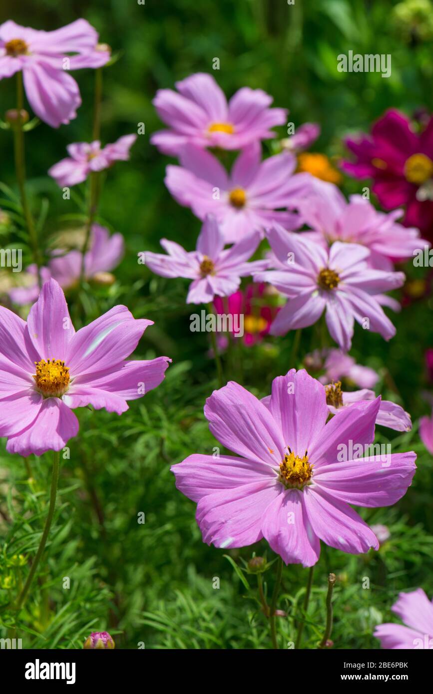 Cosmea plant hi-res stock photography and images - Alamy