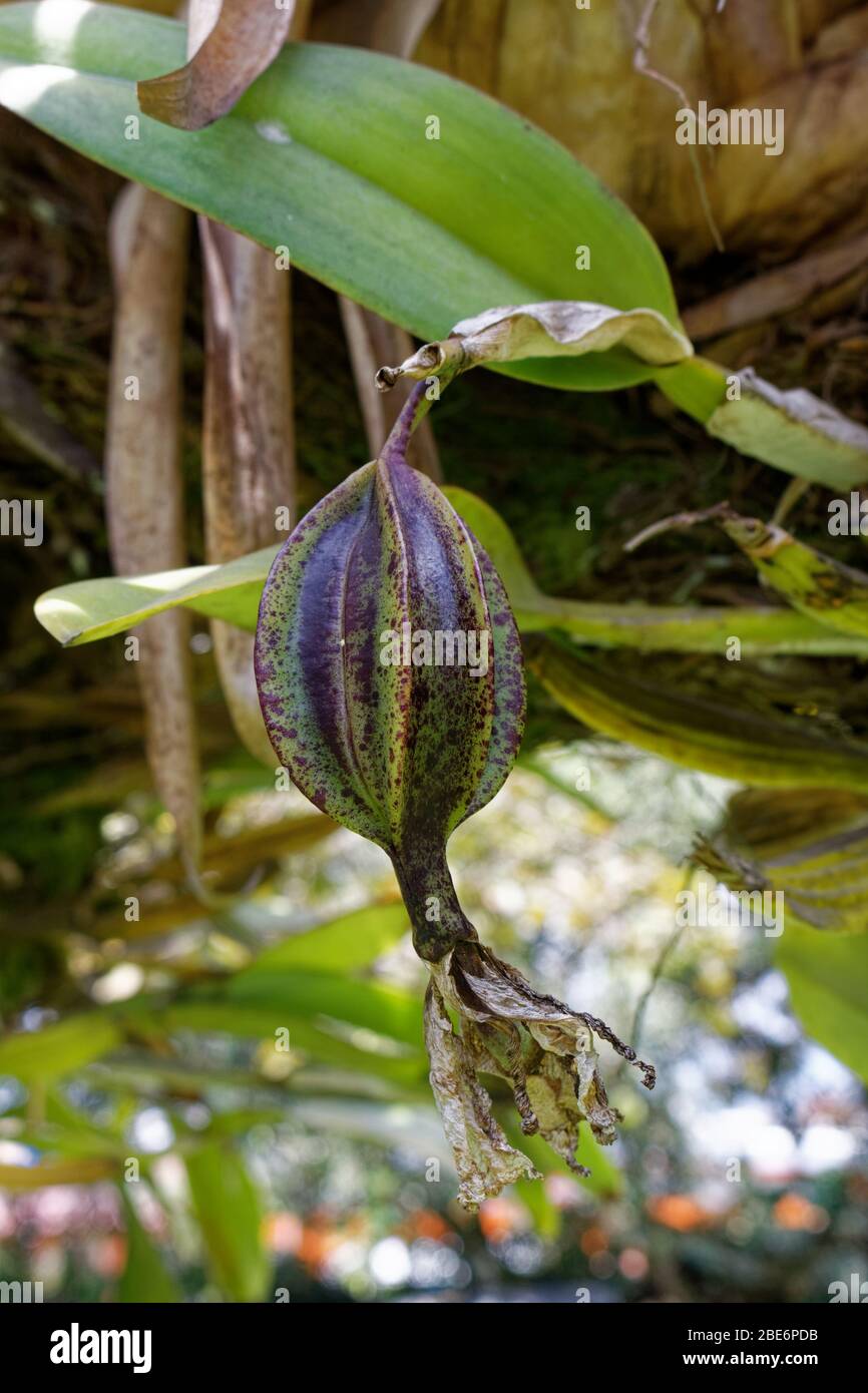 Orchids on tree in Colombia Stock Photo Alamy