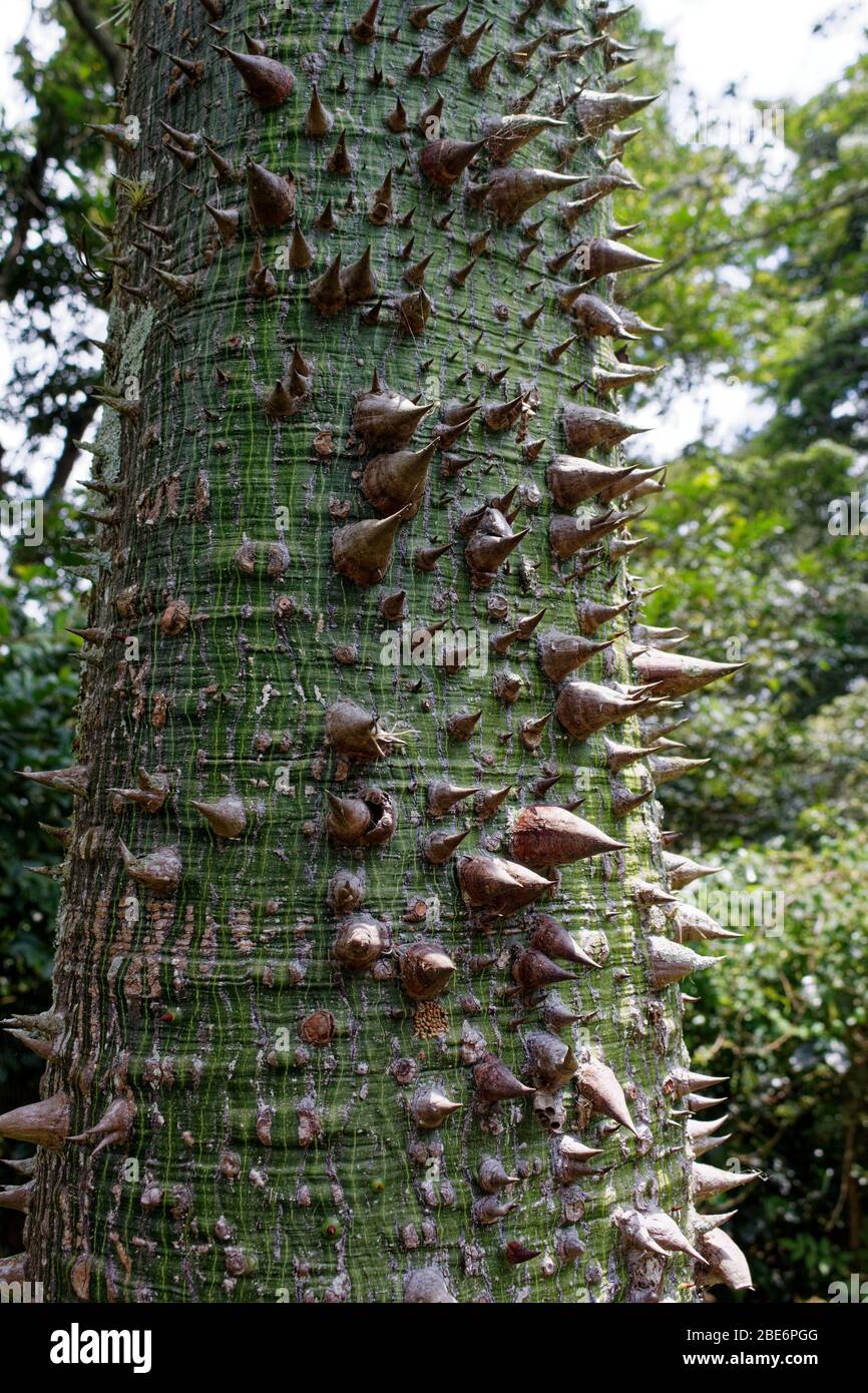 The silk floss tree (Ceiba speciosa, formerly Chorisia speciosa) Stock Photo