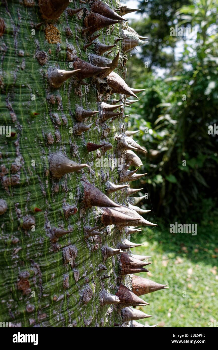 The silk floss tree (Ceiba speciosa, formerly Chorisia speciosa) Stock Photo