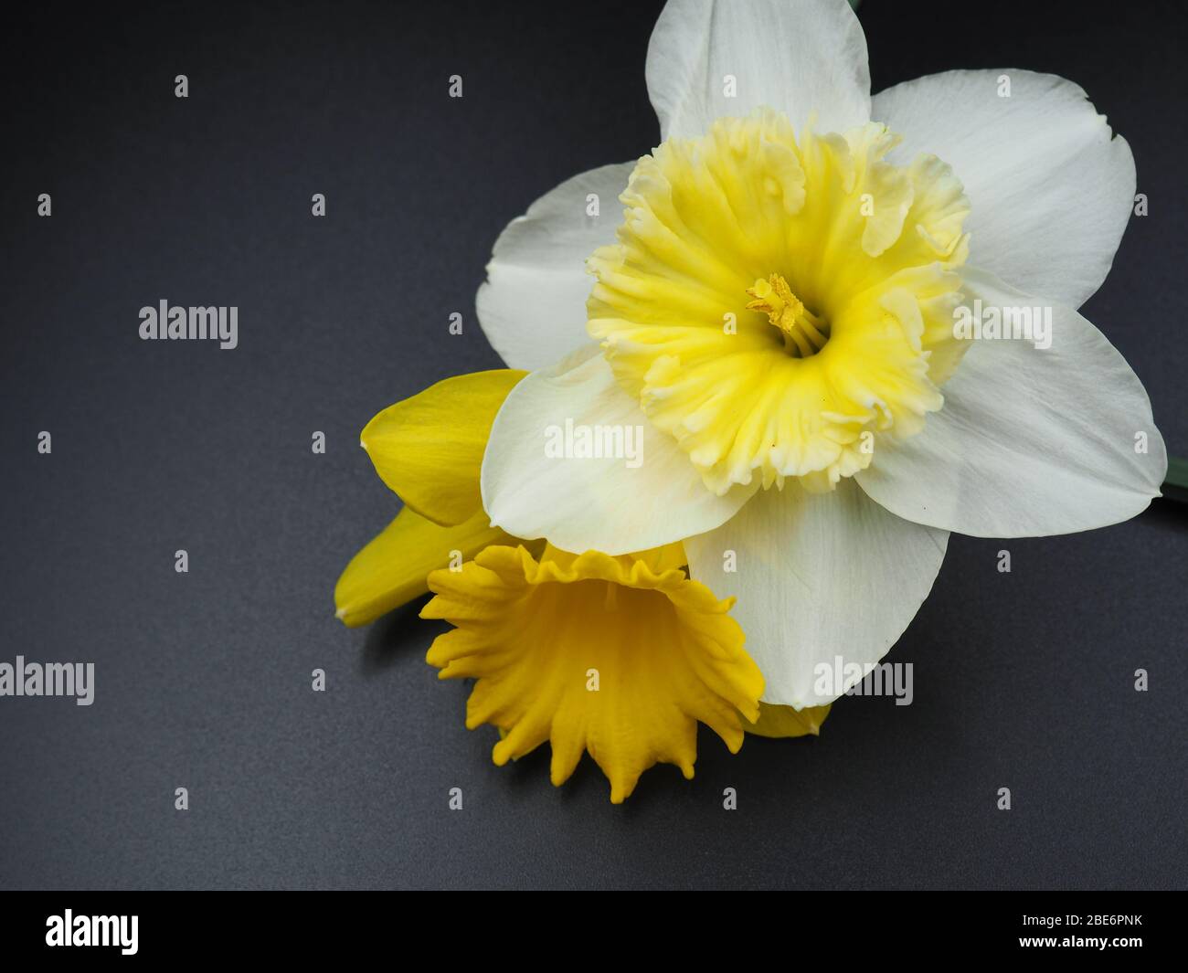 Two Daffodils on a Black Background Stock Photo