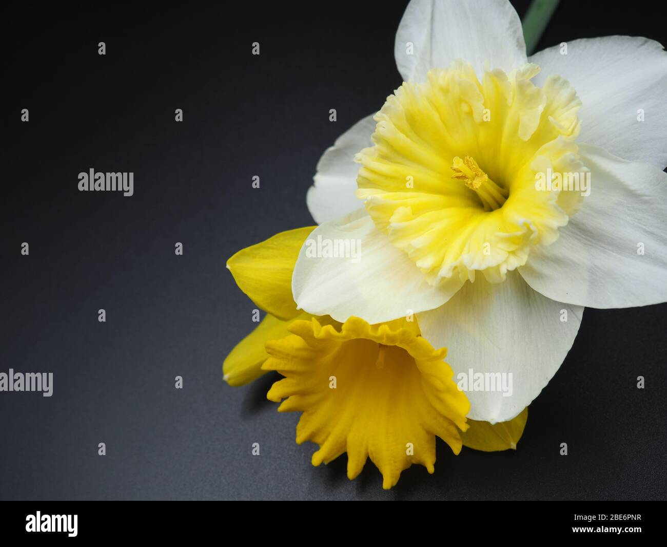 Daffodil Blossoms on Black Background Stock Photo