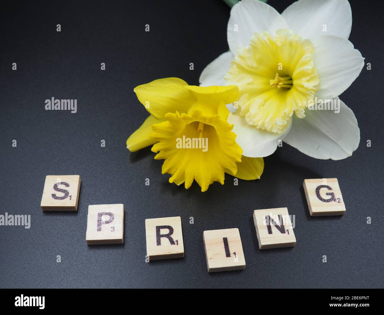 Daffodil Blossoms on Black Background Stock Photo