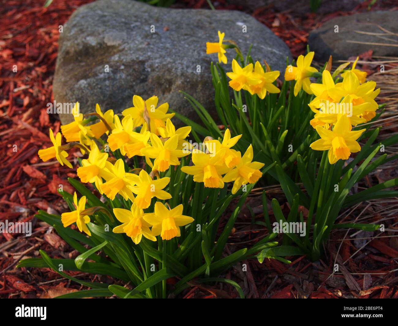 Group of Yellow Daffodils Naturalizing Stock Photo Alamy