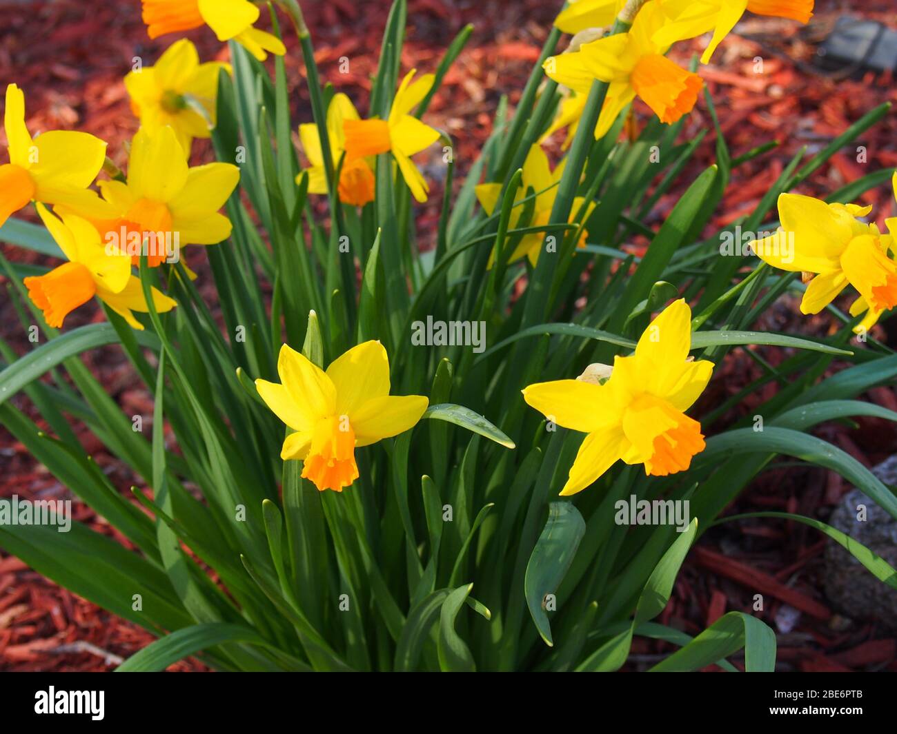 Group of Yellow Daffodils Naturalizing Stock Photo Alamy