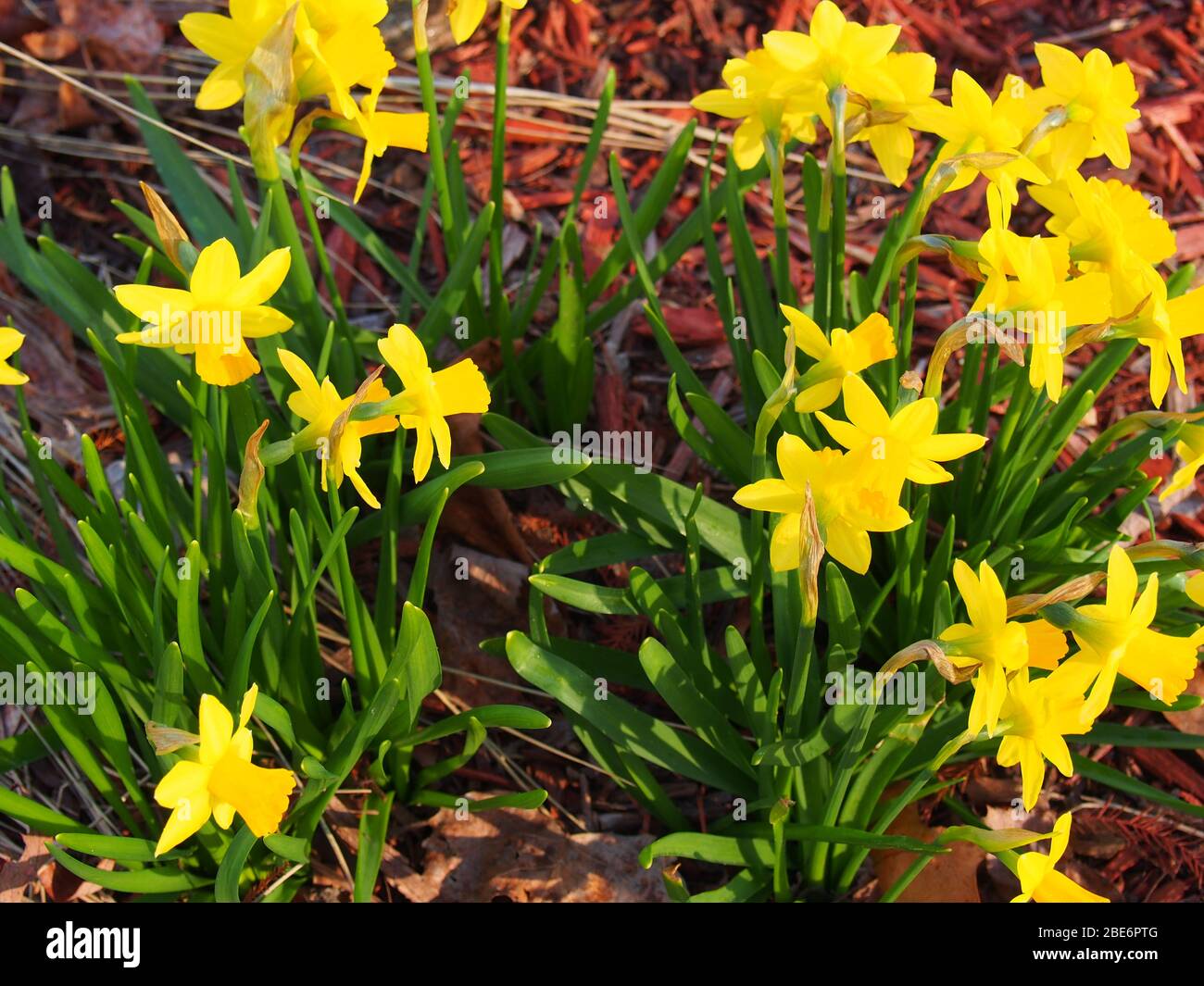 Group of Yellow Daffodils Naturalizing Stock Photo Alamy