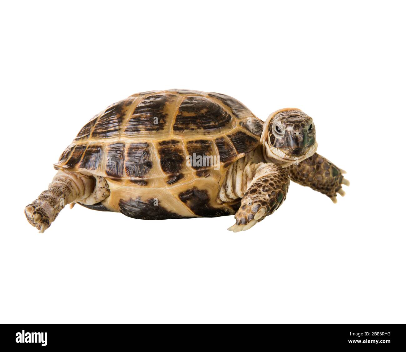 one typical tortoise on white background; isolated, close up Stock Photo