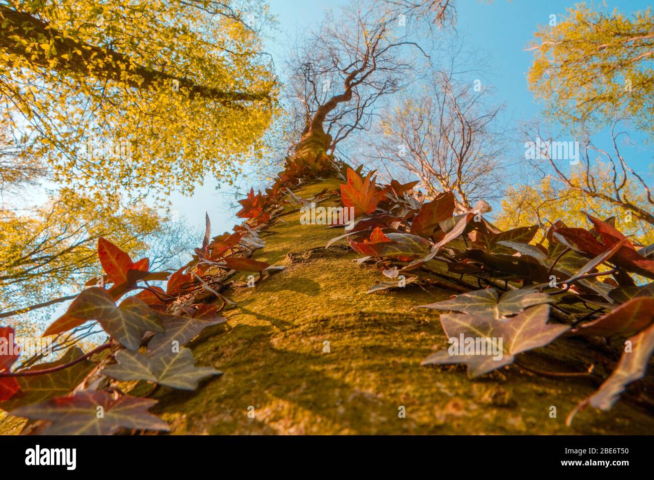 Upwards view in the forest looking up at the tree tops. Stock Photo