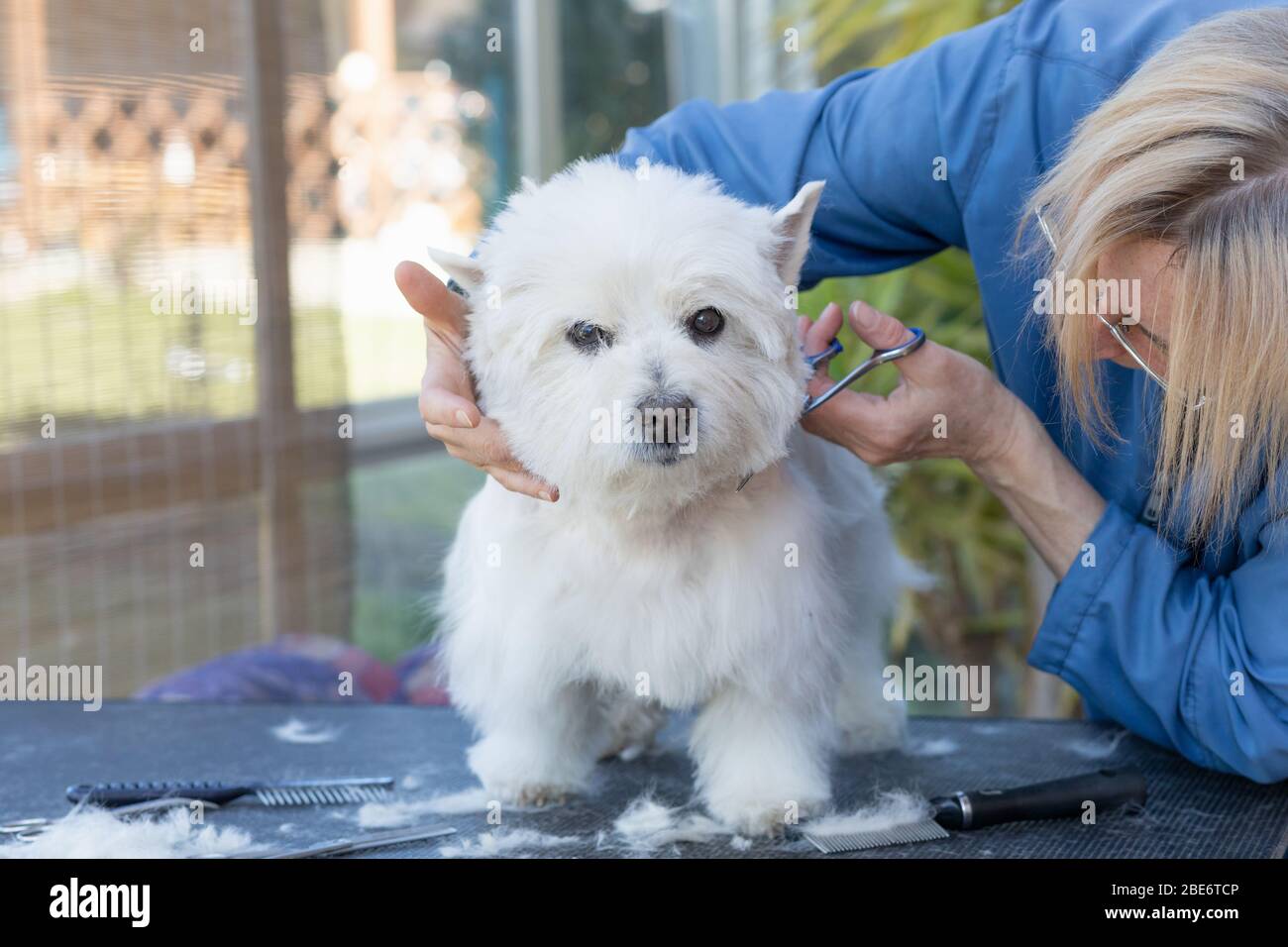 General view of grooming of West Highland White Terrier standing on the grooming table. Stock Photo