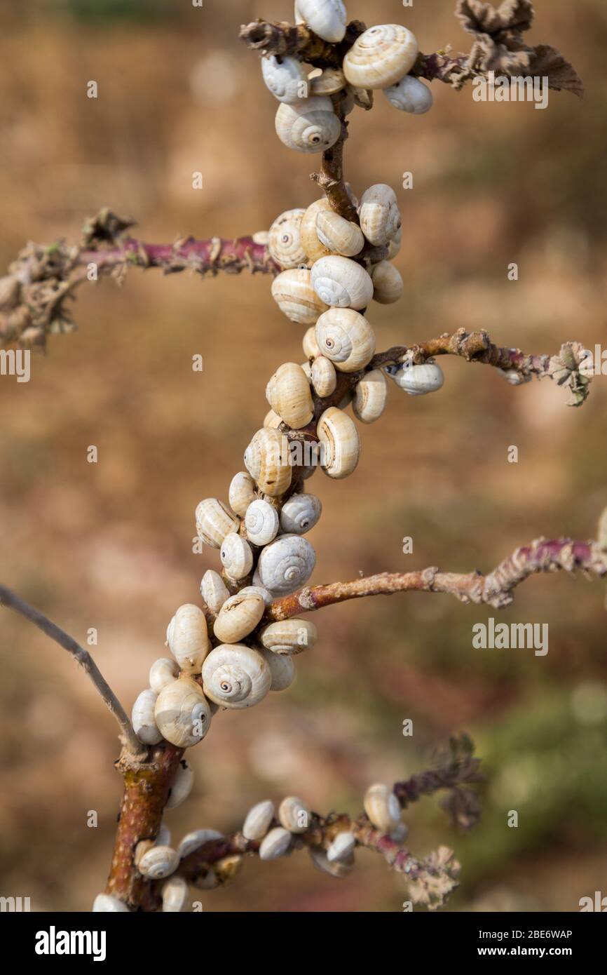 Snail bait hi-res stock photography and images - Alamy