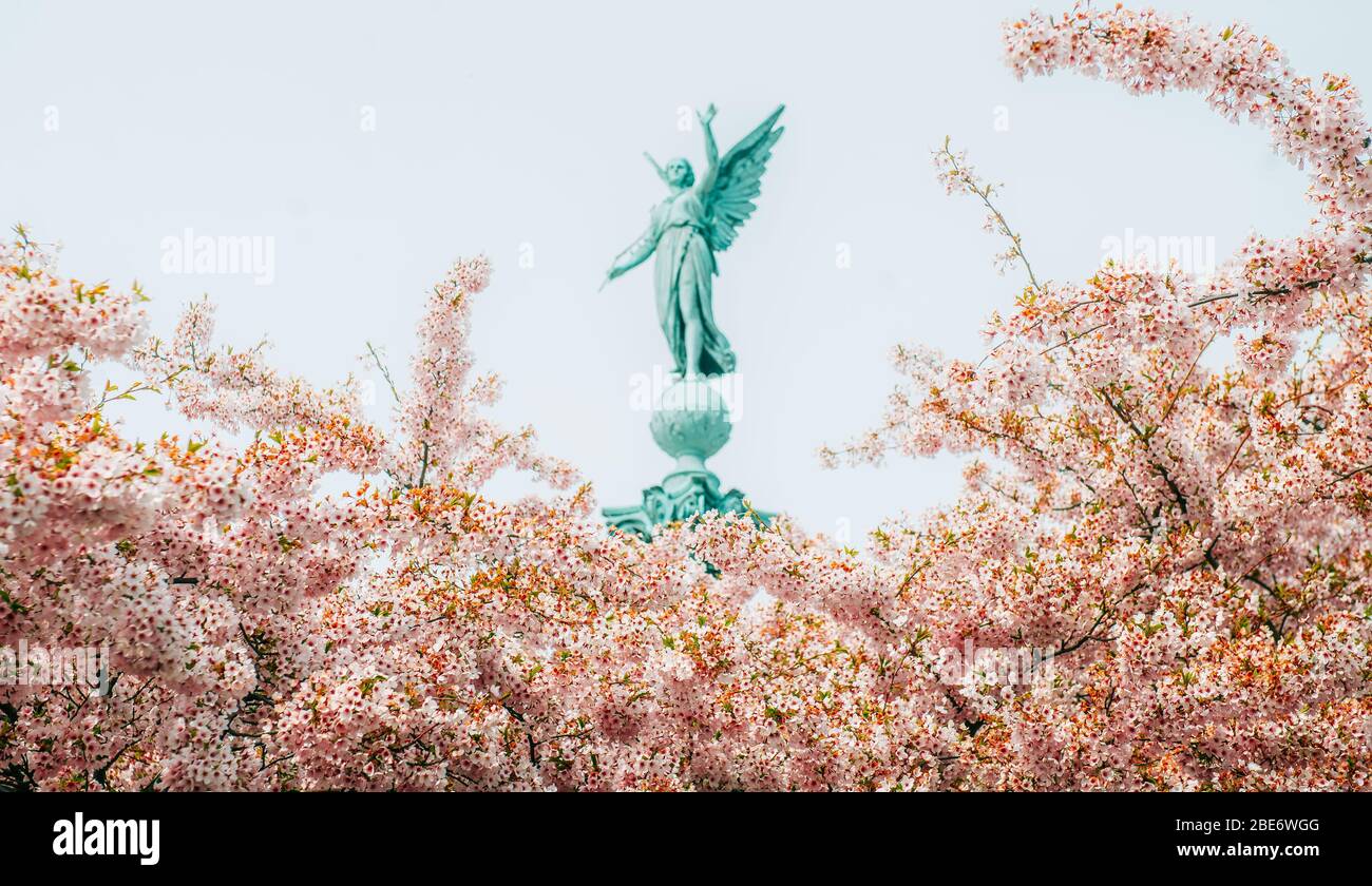 Cherry blossom in bloom on a Spring day at Langelinie in Copenhagen ...
