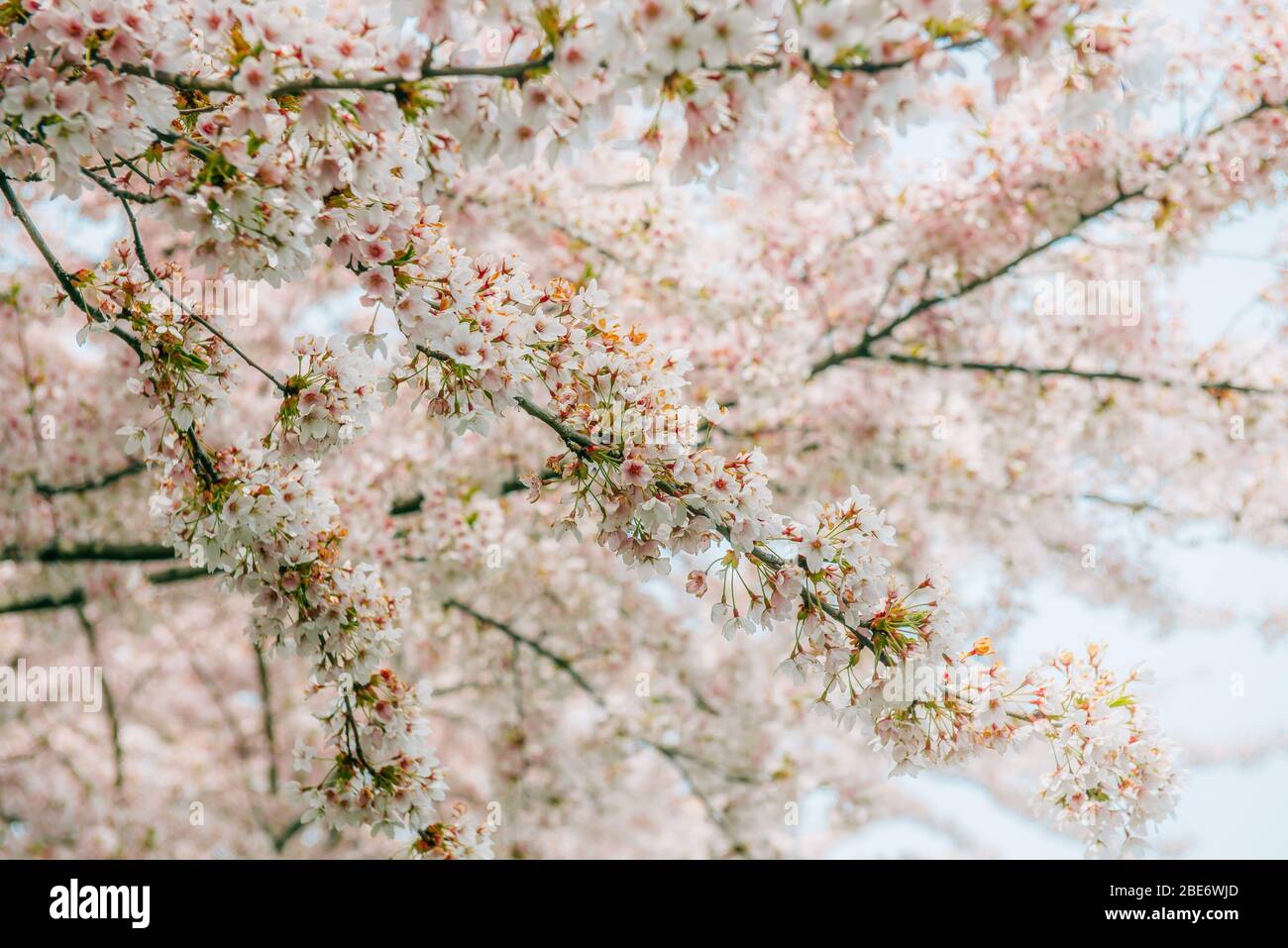 Close up detail photograph of cherry blossom (genus prunus) trees in ...