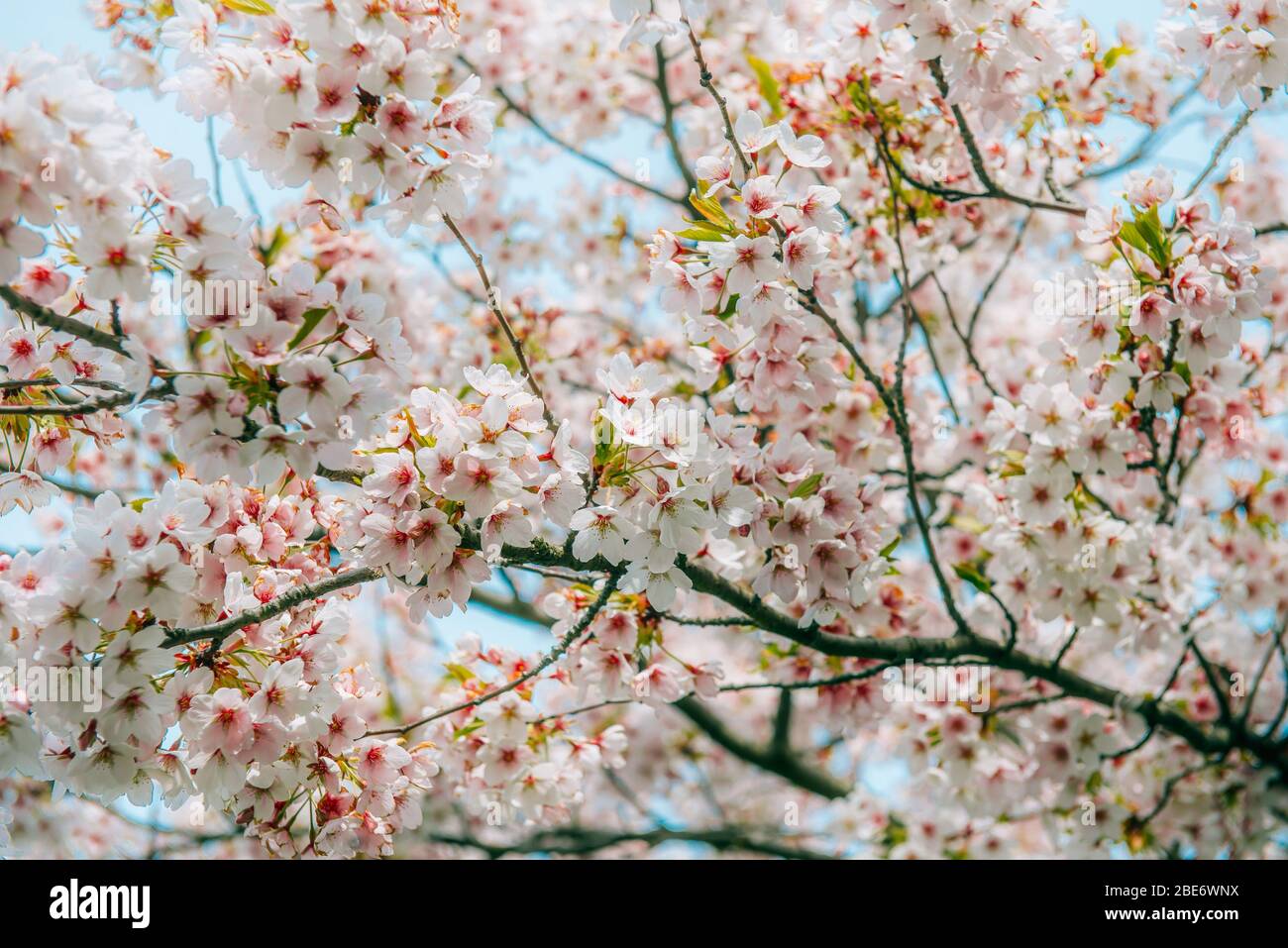 Close up detail photograph of cherry blossom (genus prunus) trees in bloom during Spring. Copenhagen, Denmark Stock Photo