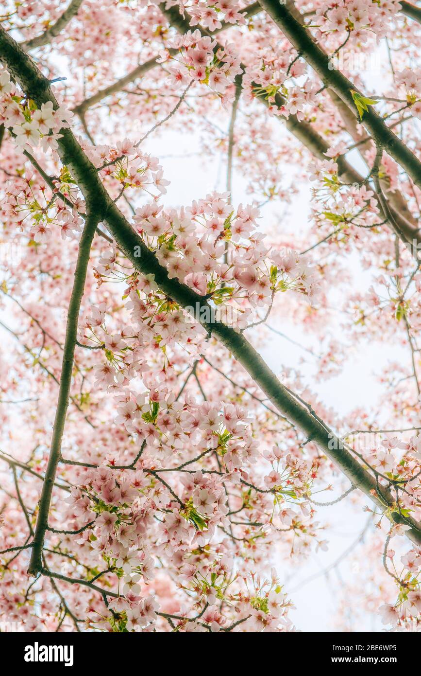 Close up detail photograph of cherry blossom (genus prunus) trees in bloom during Spring. Copenhagen, Denmark Stock Photo