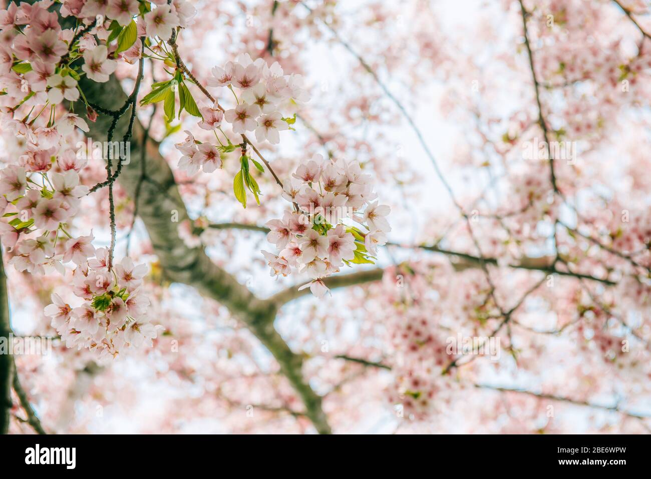 Close up detail photograph of cherry blossom (genus prunus) trees in ...