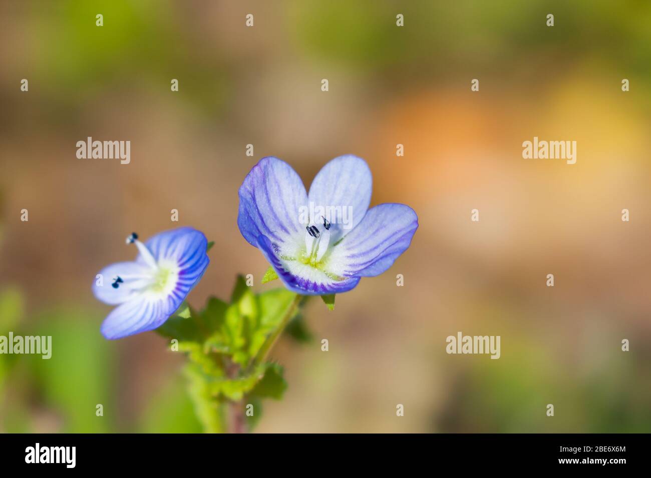 A flowery wall speedwell (veronica arvensis) in a field in the north of Portugal Stock Photo