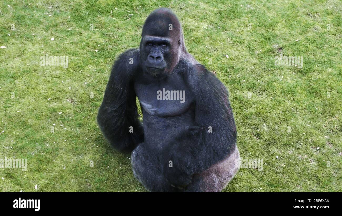 Black gorilla sits on the grass in zoopark. Stock Photo