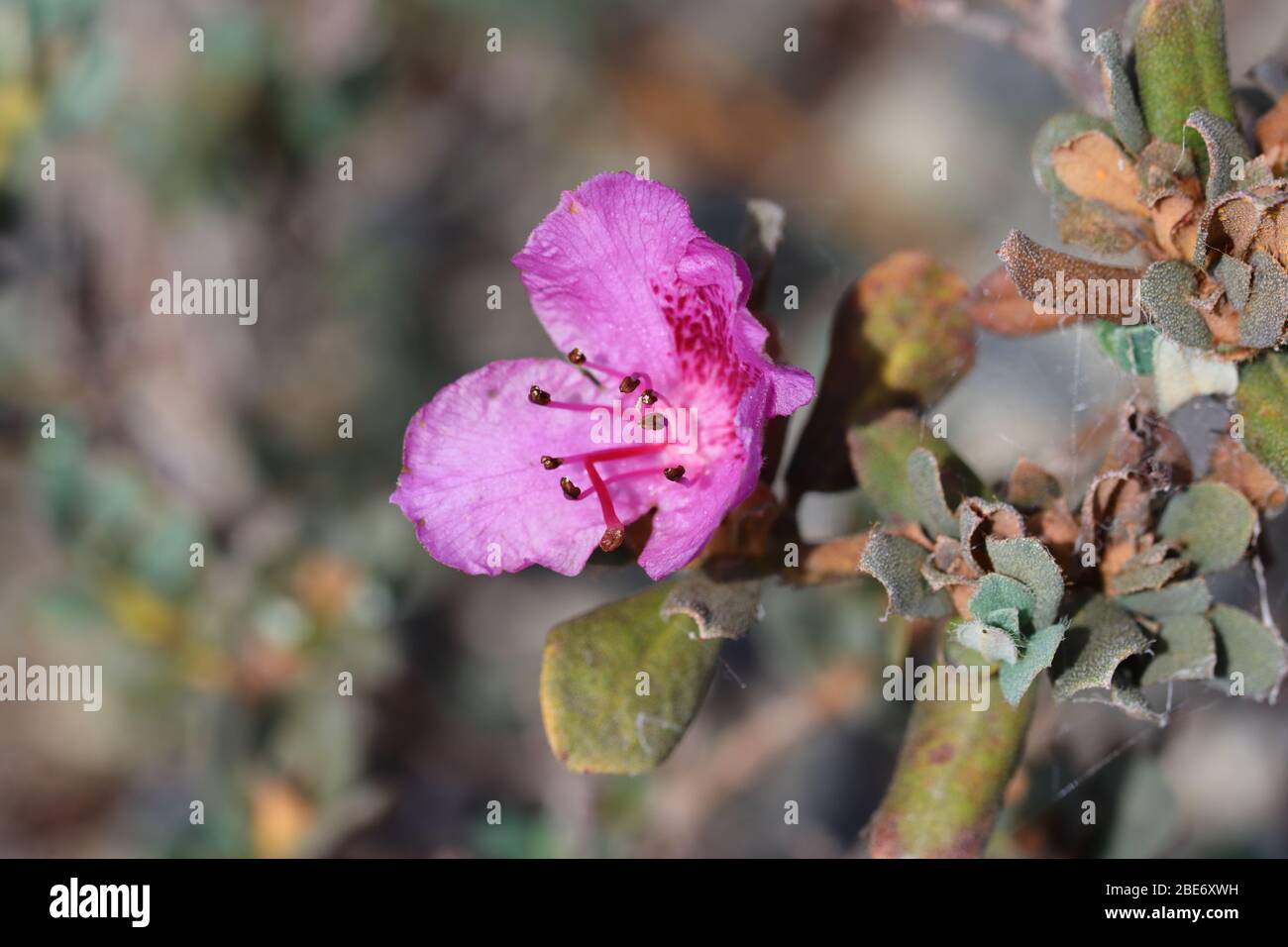 Rhododendron calostrotum: Widely funnel shaped or rotate, pink, rose-crimson, purple, magenta often spotted darker on upper lobes. Stock Photo