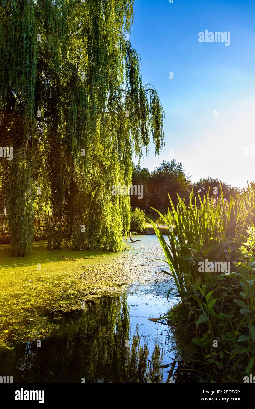Weeping willow and pond at Parc de la Citadelle (Citadel Park), Lille, France Stock Photo