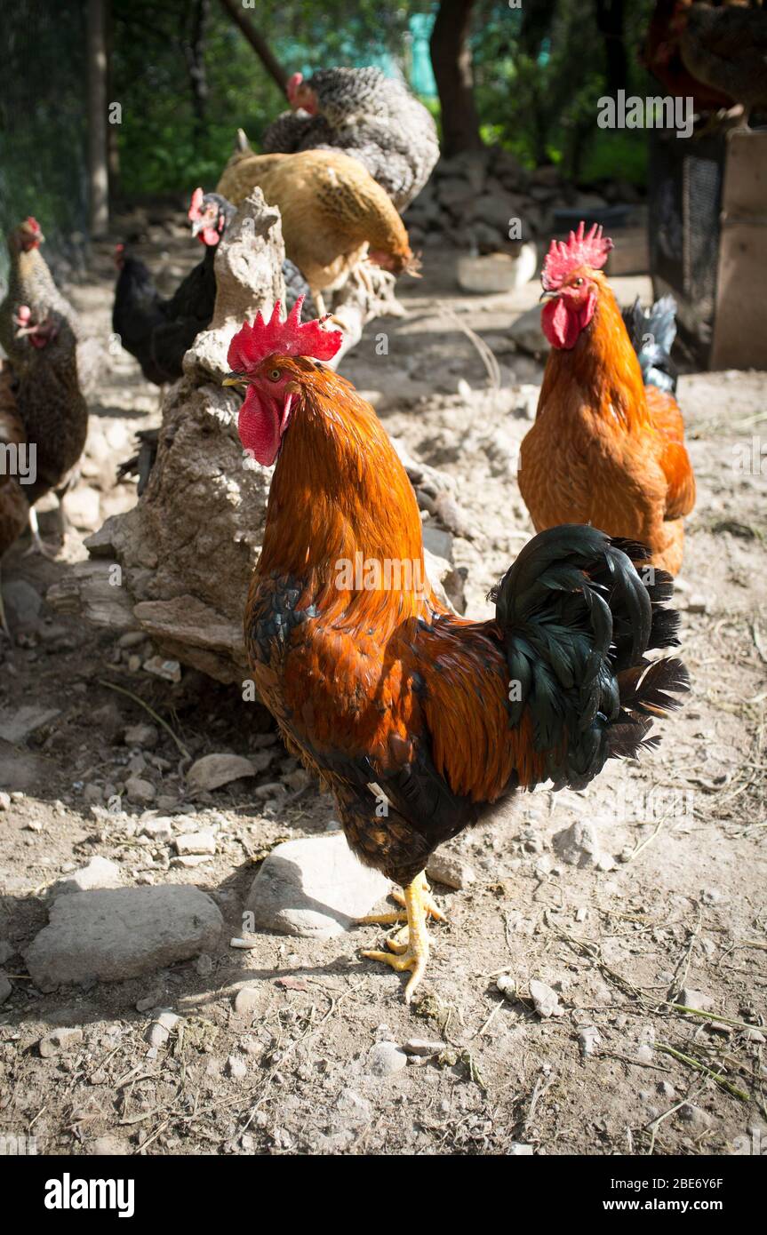 hens criollo kennel in rural farm Stock Photo