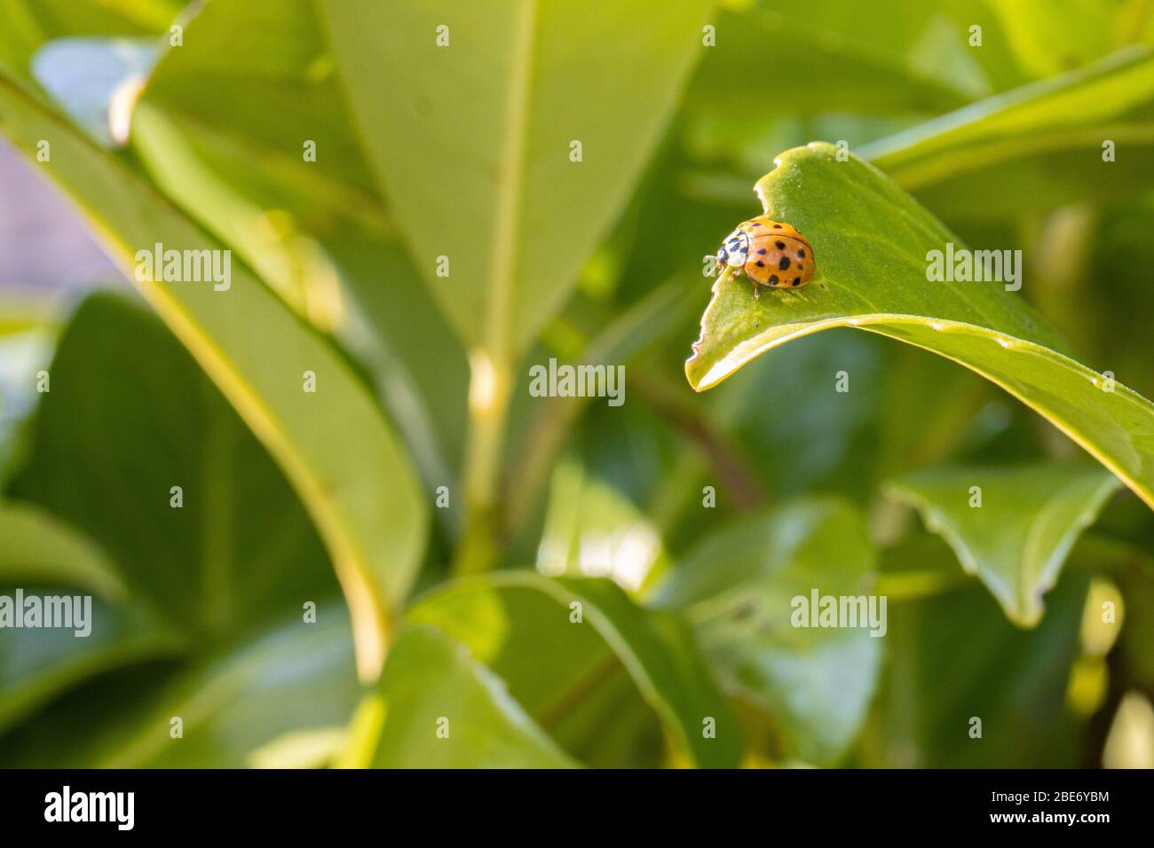 the Asian harlequin ladybird sits in a green plant Stock Photo