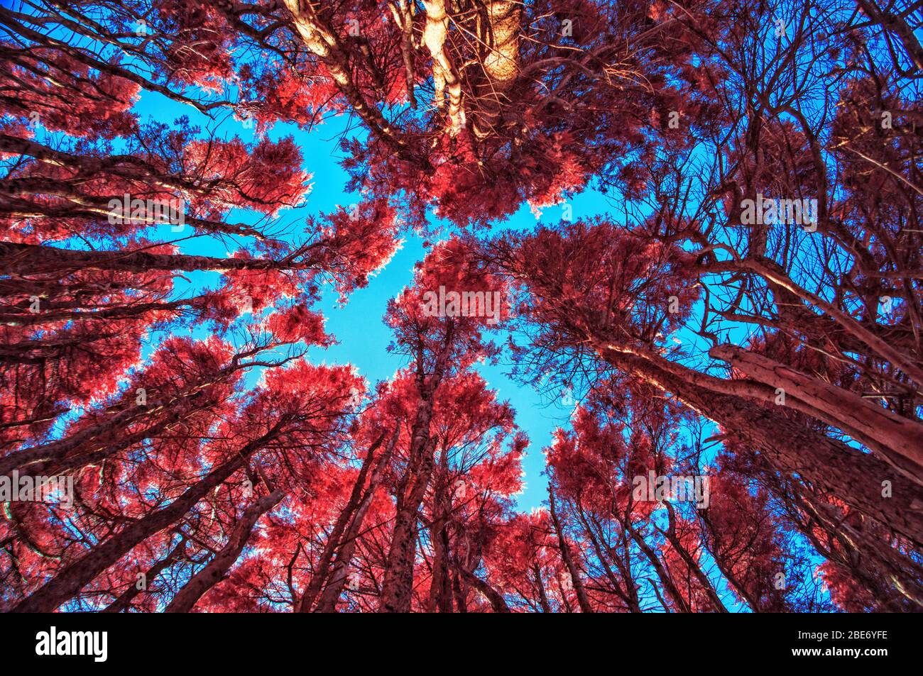 The Cedar Grove near the Madron Well, Cornwall UK Stock Photo