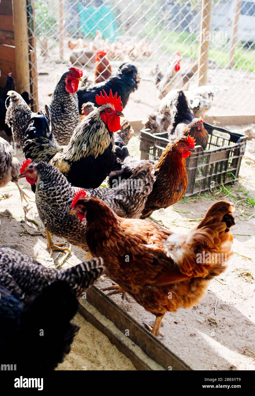 hens criollo kennel in rural farm Stock Photo