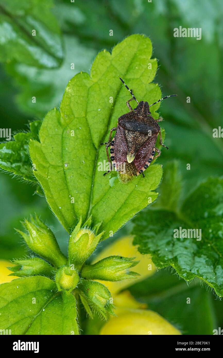 Hairy Shield Bug (Dolycoris baccarum) on Yellow Archangel plant in a ...