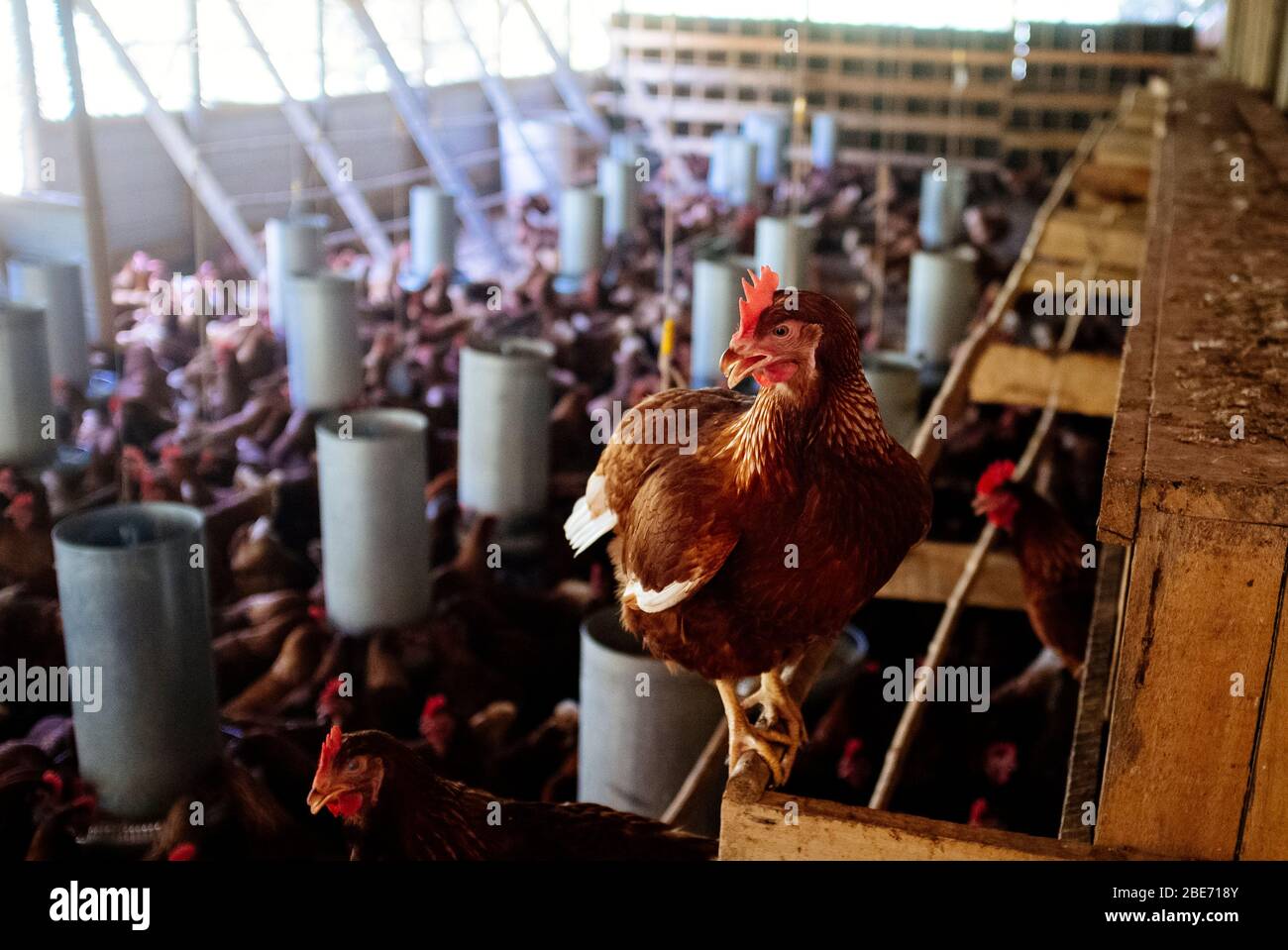 Industrial chicken hen for egg production Stock Photo