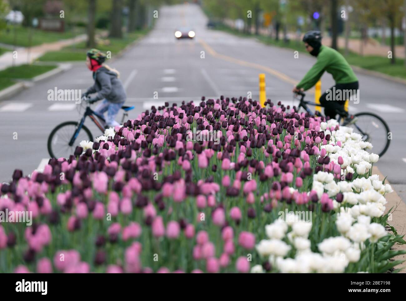 St. Louis, United States. 12th Apr, 2020. Bicycle riders pedal past colorful pink and purple tulips in full bloom in Forest Park, in St. Louis on Sunday, April 12, 2020. Photo by Bill Greenblatt/UPI Credit: UPI/Alamy Live News Stock Photo