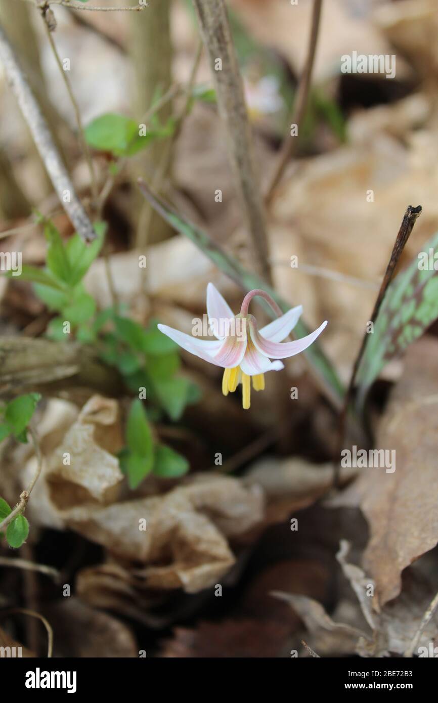 Mottled leaves hires stock photography and images Alamy