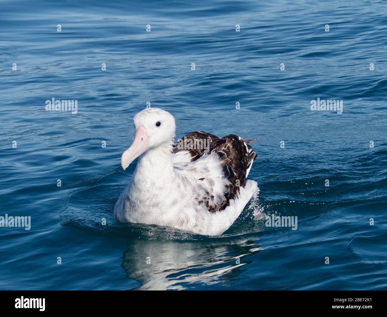 Wandering Albatross (Diomedea exulans) sat in calm waters off the coast of Kaikoura Stock Photo